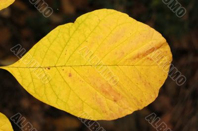 Autumn leaf