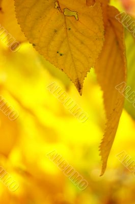 Autumn leaves