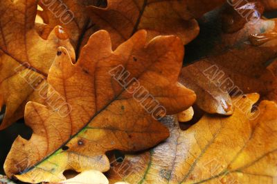 Autumn leaves