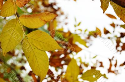Autumn leaves