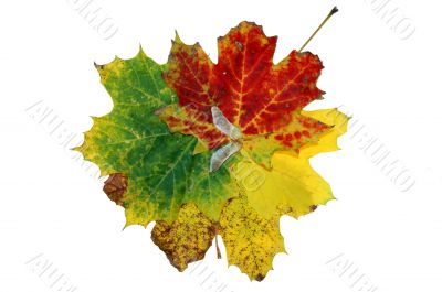 Autumn leaf