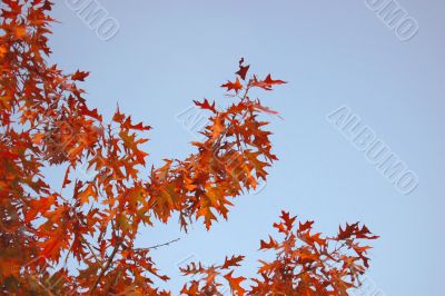 Leaves and blue sky