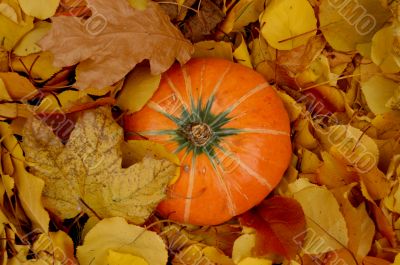 Autumn pumpkin