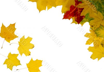 Autumn frame