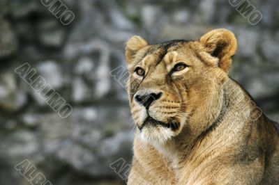 Young lioness