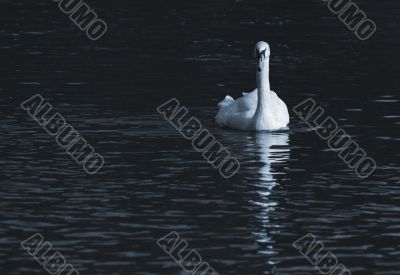 white swan