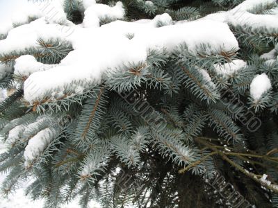 a branch of christmas-tree covered by snow