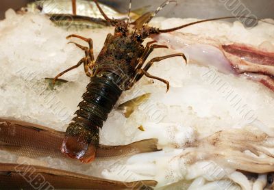 Lobster