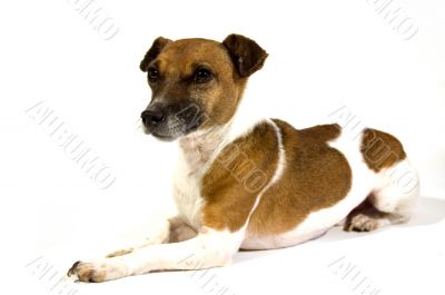 jack russel
