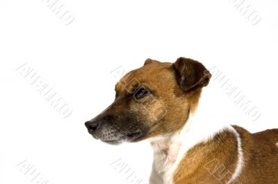 jack russel