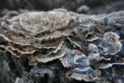 Tree Fungus