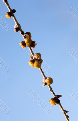 branch of a larch