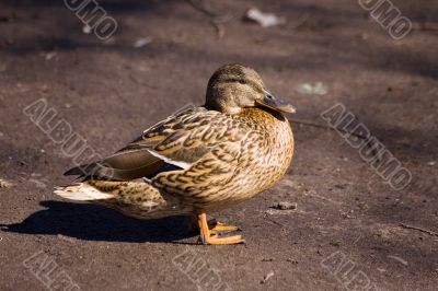 duck