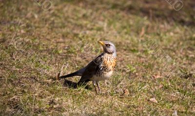 Turdus pilaris
