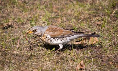 Fieldfare with worm