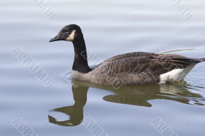 Goose Swimming