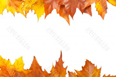 Autumn border