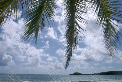 beach of Martinique