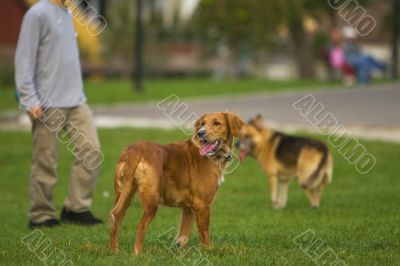 Dog training