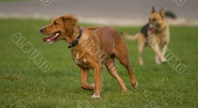 Dogs running