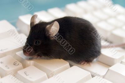 mouse on a keyboard