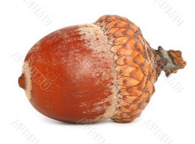 extreme close-up of dry brown acorn