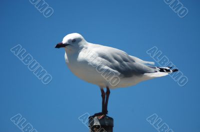 Seagull