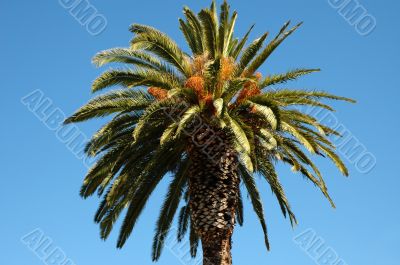 Palm Tree