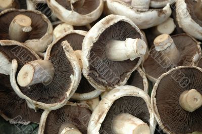 Mushrooms