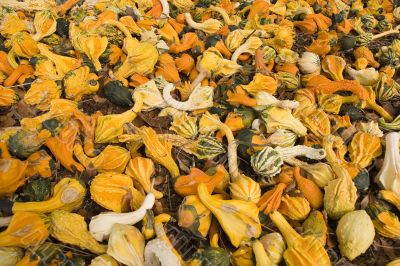 Many Gourds