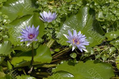 water lilies