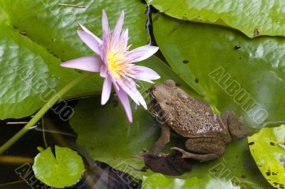 frog