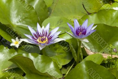 water lilly