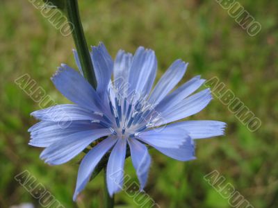 Flower of chicory close up
