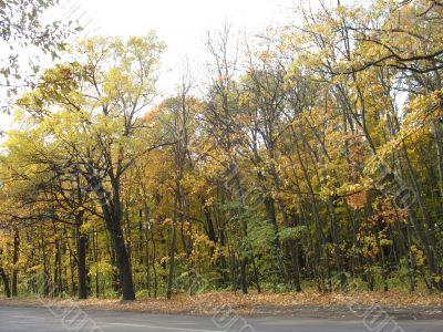 Autumn wood near to road