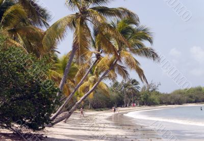 tropical beach