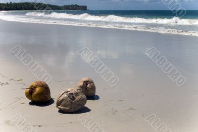 coconuts