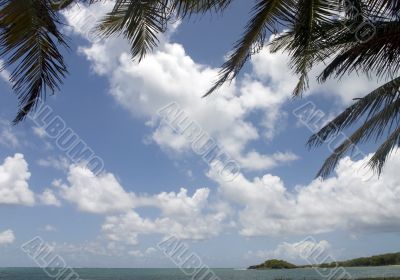 palm trees