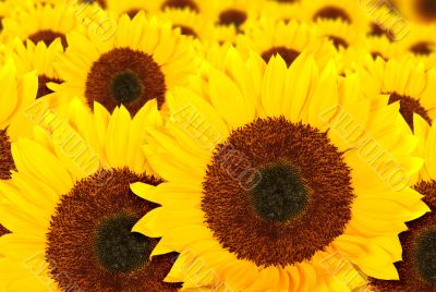 beautiful sunflowers in a sunny day