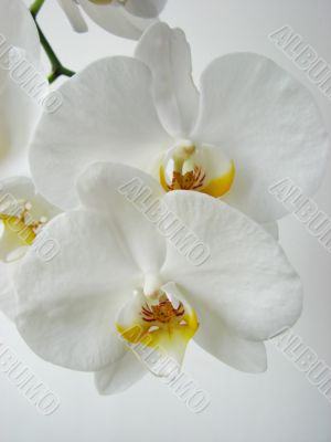 Close-up of a white orchid