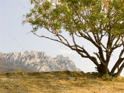 Lonely pistachio tree