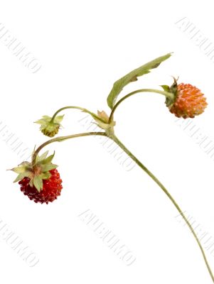 Wild strawberry