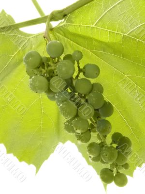 Cluster of a young green grapes