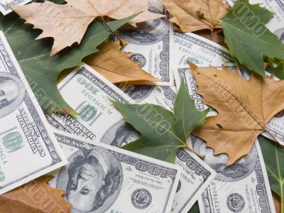 American dollars and autumn  leaves