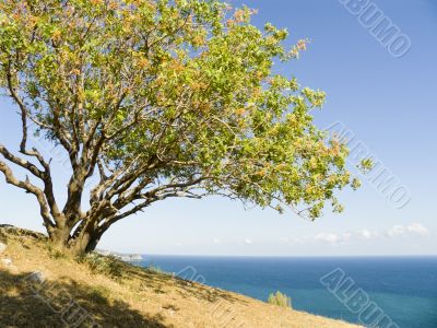 Pistachio tree