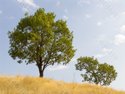 Tree on a background of the sky