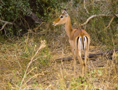 Gazelle