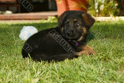 German Shepherd Puppy