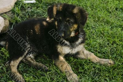 German Shepherd Puppy