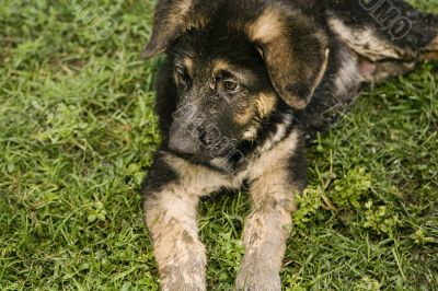 German Shepherd Puppy